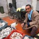Man selling fish, Tunisia