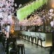 Sakura at Sake No Hana