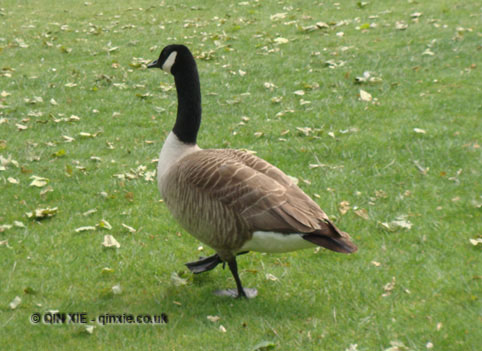 Goose waddling