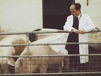 Matthew Herbert with pigs