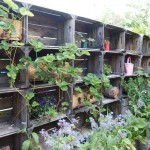 Garden shelves at River Cottage Axminster