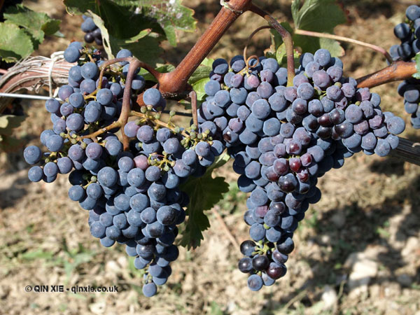 Purple grapes