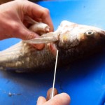 Filleting sea bass at Fish in a Day, Food Safari
