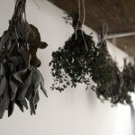 Herbs hanging at Fish in a Day, Food Safari