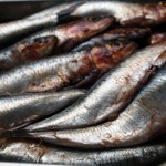 Sardines at Fish in a Day, Food Safari