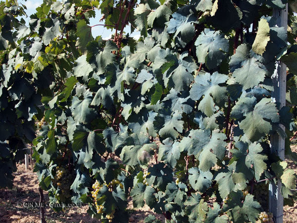 Grape vines in Georgia