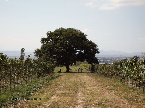 Tree in vineyard in Georgia