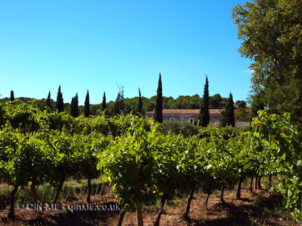 Vineyard, Abbaye de Valmagne, Villeveyrac