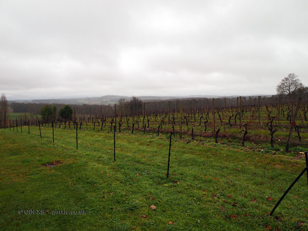 Vineyard, Château Thénac, Bergerac