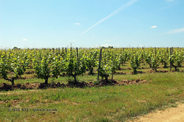 Vineyards, Domaine Ogereau, Saint-Lambert-du-Lattay