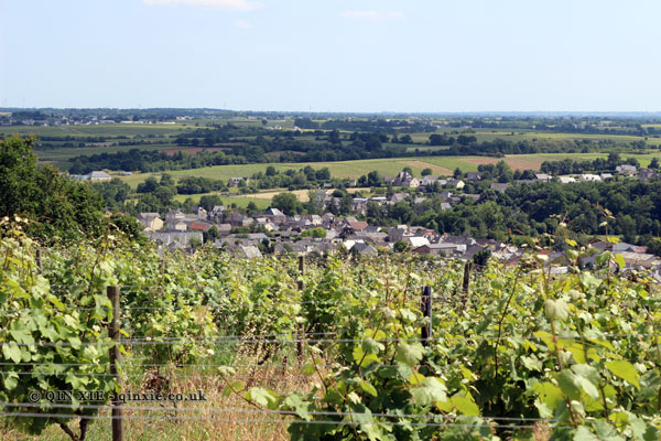 Vineyards, Domaine des Forges, Saint Aubin de Luigné