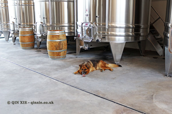 Winery dog, Domaine de la Paleine, Le Puy-Notre-Dame