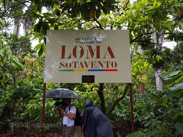 Loma Sotavento Cacao plantation, Dominican Republic