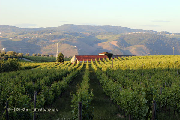 Vineyard, Quinta do Portal, Douro Valley