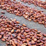Cocoa beans, Crayfish Bay, Grenada