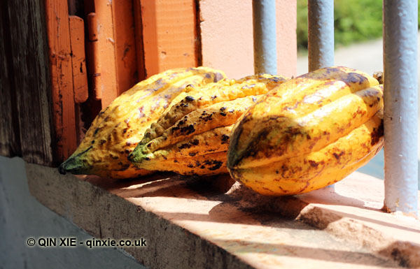 Cocoa pods in window