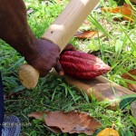 Cracking open cocoa pods, Belmont Estate, Grenada