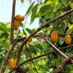Cutting cocoa pods, Belmont Estate, Grenada