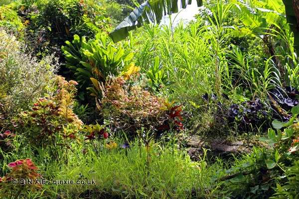 Green vegetation, Grenada