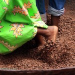Polishing cocoa beans, Belmont Estate, Grenada