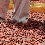 Trampling cocoa bean, Crayfish Bay, Grenada