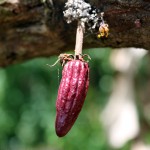 Young cocoa pod, Crayfish Bay, Grenada
