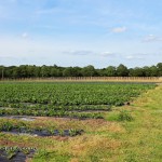 At a Hampshire pick-your-own farm