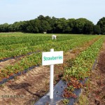 Strawberry fields in a Hampshire pick-your-own farm