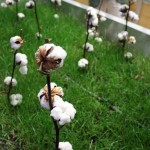Cotton, #AtxaAndreRicard at Azurmendi, Larrabetzu