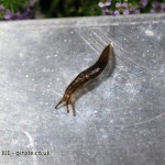 Lucky slug, #AtxaAndreRicard at Azurmendi, Larrabetzu