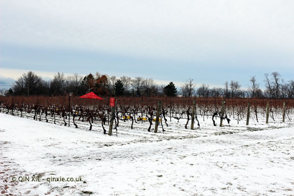 Frozen vineyards at Inniskillin