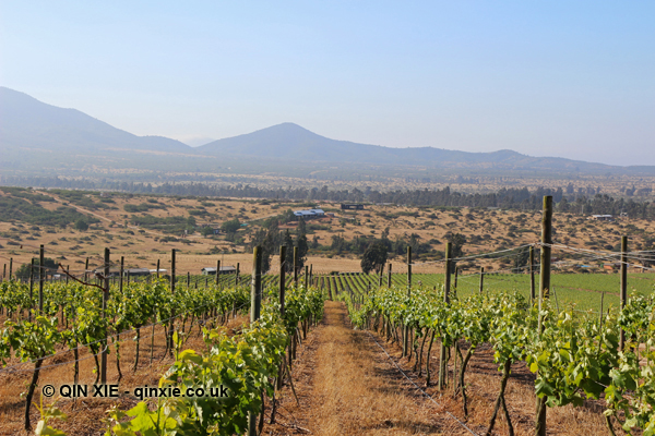 montes-zapallar