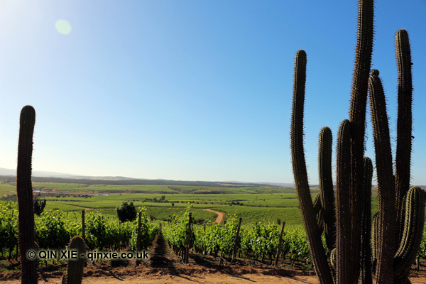 the-vines-survive-among-the-cacti