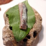 Rompepiedra leaf with mackerel, El Poblet, Valencia